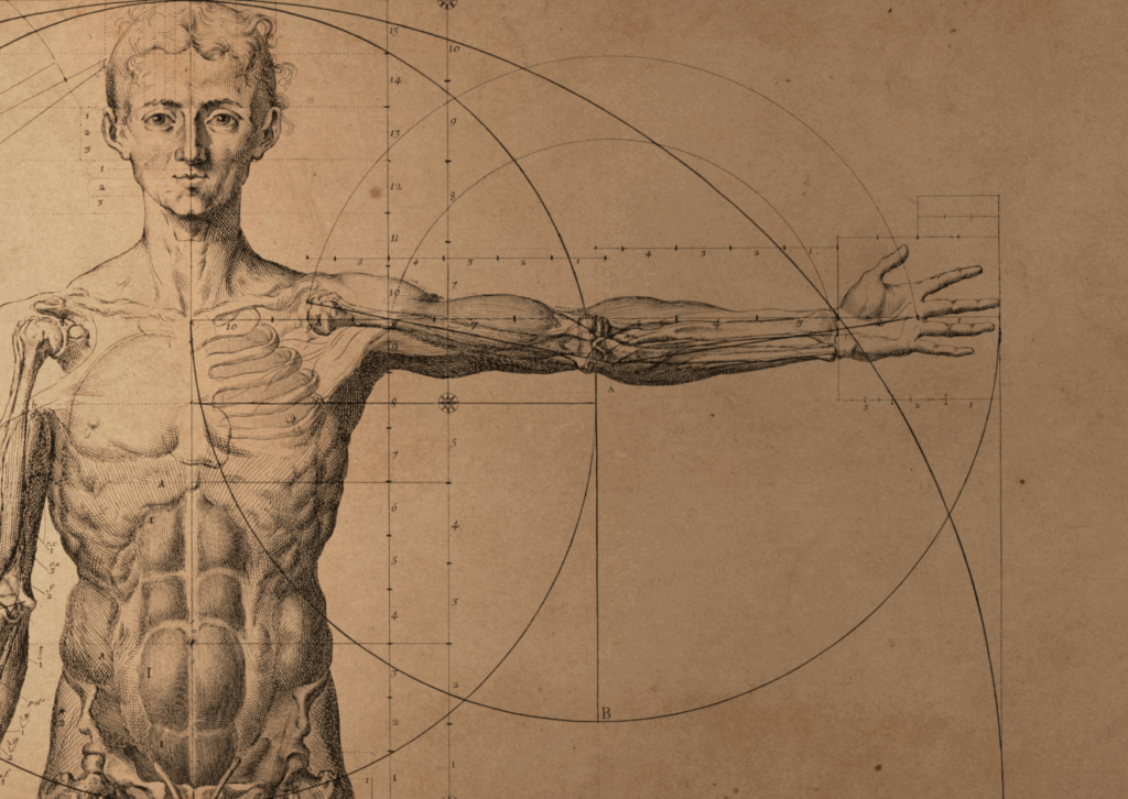 Illustrazione anatomica artistica del corpo umano, con evidenza di muscoli, scheletro e proporzioni geometriche, simbolo di equilibrio e rigenerazione tissutale con la limfa therapy della fisioclinic del centro colombo